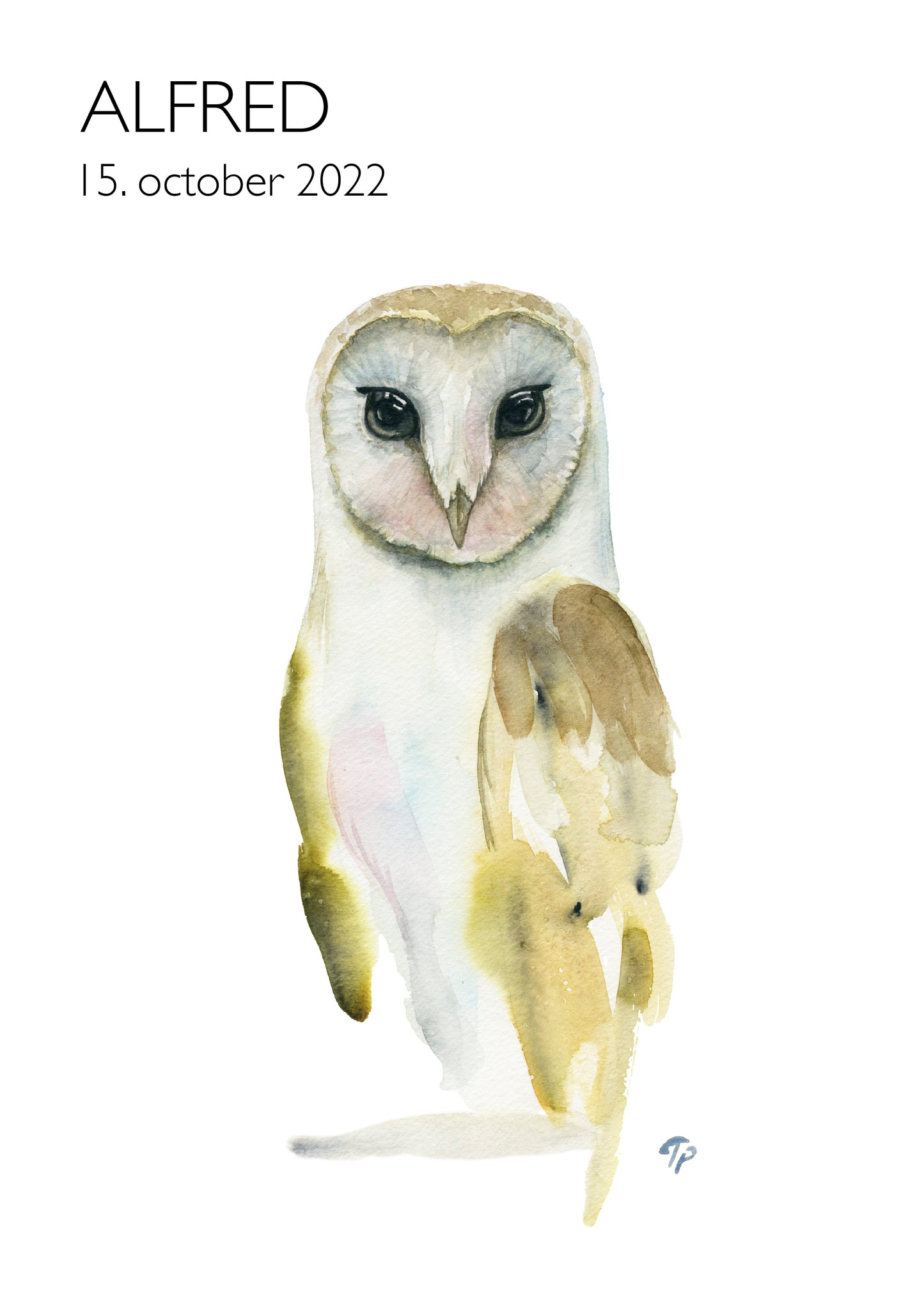 Observant Owl