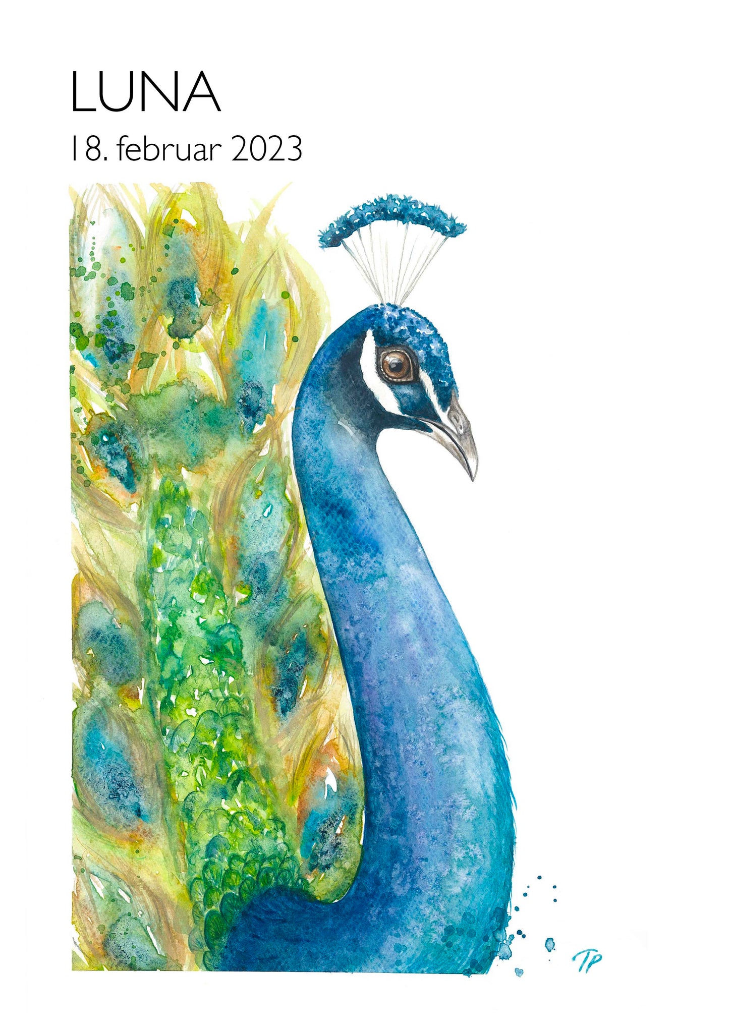 Pretty Peacock