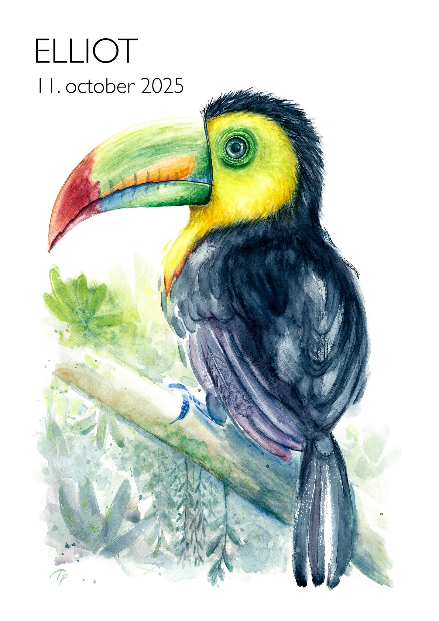 Tropical Toucan