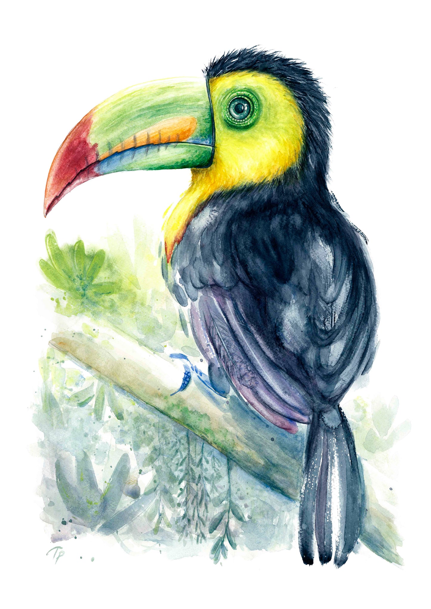 Tropical Toucan