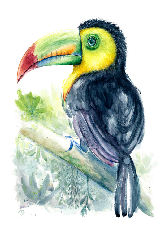 Tropical Toucan