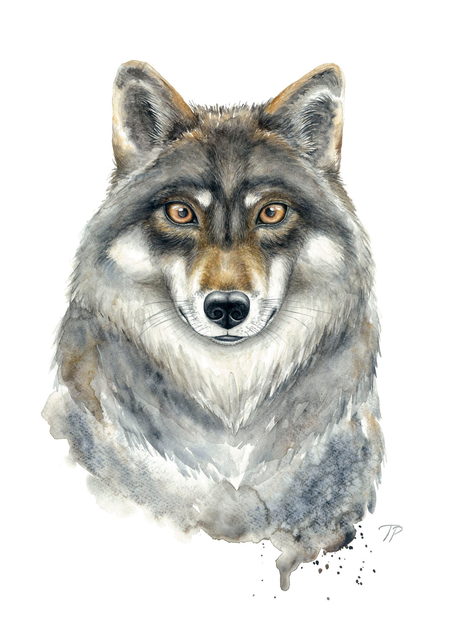 Wary Wolf