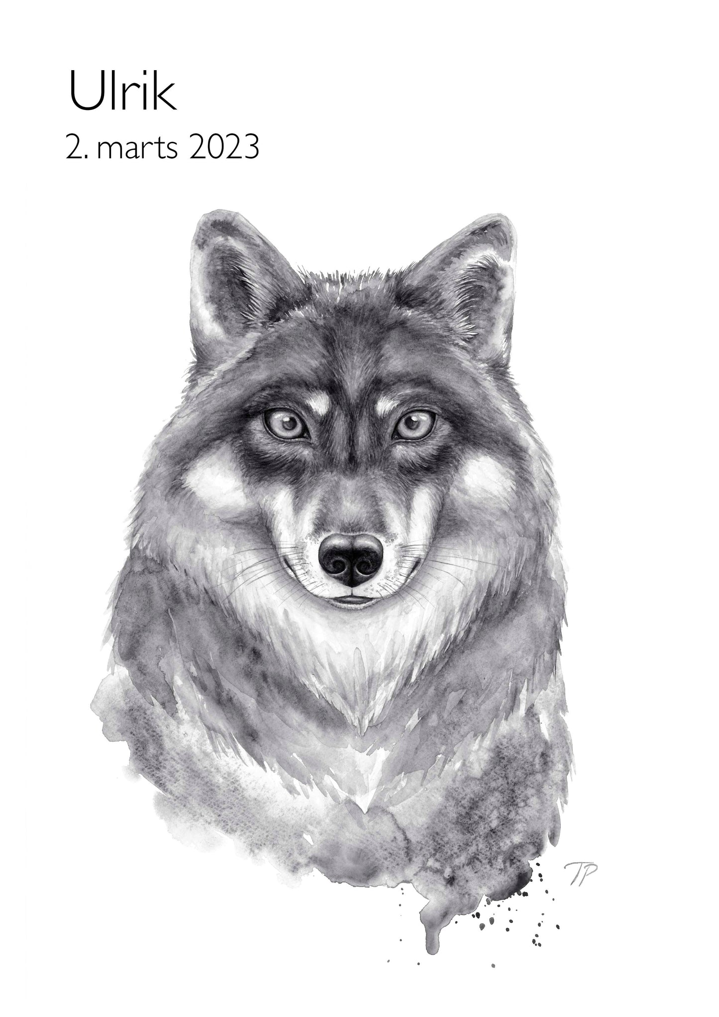 Wary Wolf