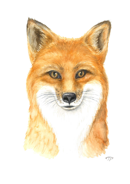 Foxy Fox